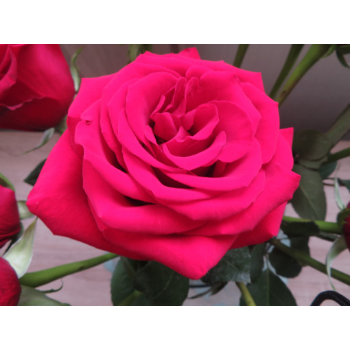 Hybrid-Tee-Rose 'Dream Princess', 2l Topf
