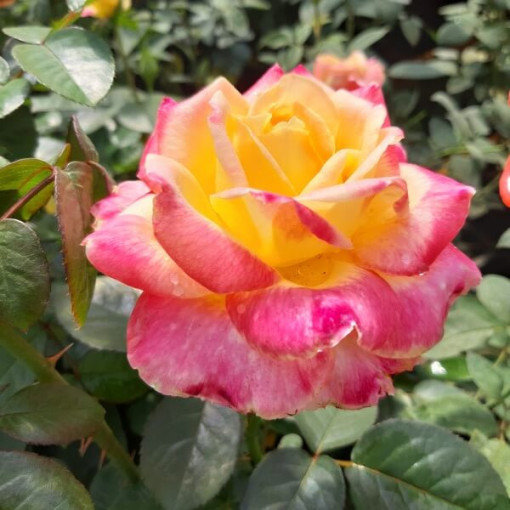Hybrid-Tee-Rose 'Desse', 2l Topf
