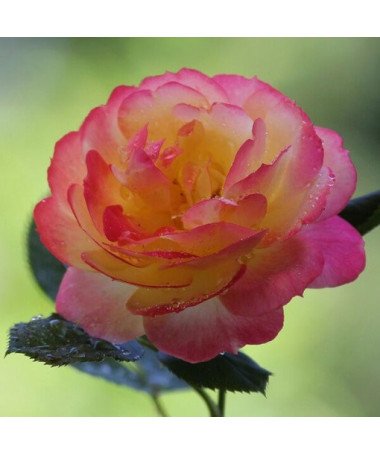Hybrid-Tee-Rose 'Desse', 2l Topf