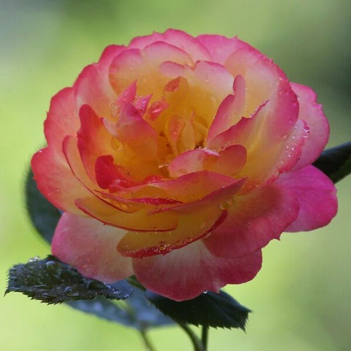 Hybrid-Tee-Rose 'Desse', 2l Topf