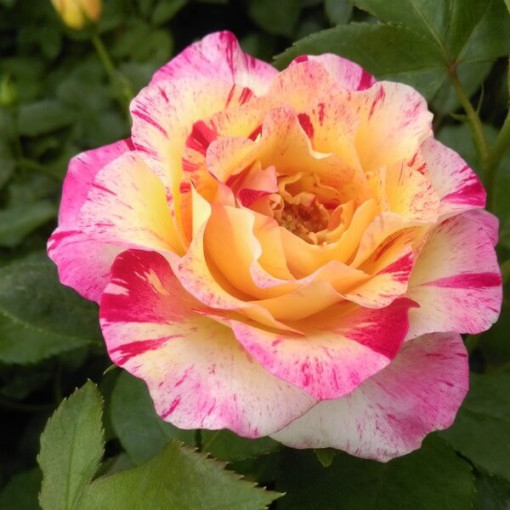 Hybrid-Tee-Rose 'Desse', 2l Topf