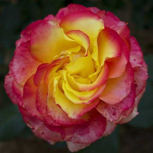 Hybrid-Tee-Rose 'Desse', 2l Topf