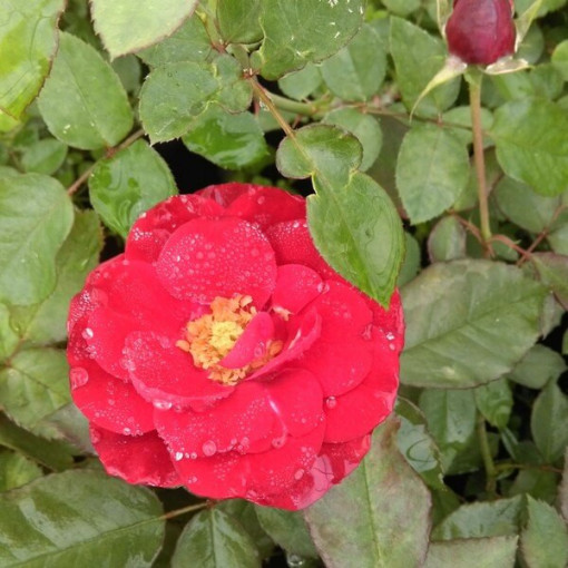 Hybrid-Tee-Rose 'Cygne Noir', 2l Topf