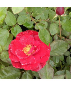 Hybrid-Tee-Rose 'Cygne Noir', 2l Topf