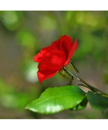 Hybrid-Tee-Rose 'Cygne Noir', 2l Topf