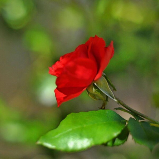 Hybrid-Tee-Rose 'Cygne Noir', 2l Topf