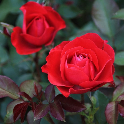 Hybrid-Tee-Rose 'Cygne Noir', 2l Topf