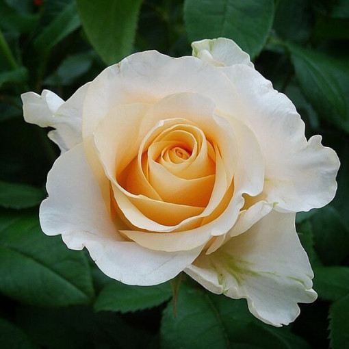 Hybrid-Tee-Rose 'Casanova', 2l Topf