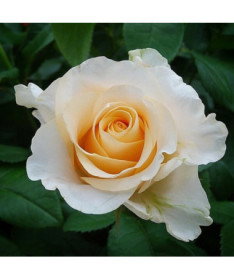 Hybrid-Tee-Rose 'Casanova', 2l Topf