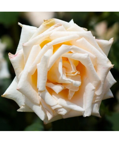 Hybrid-Tee-Rose 'Casanova', 2l Topf