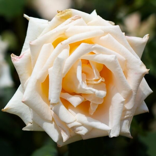 Hybrid-Tee-Rose 'Casanova', 2l Topf