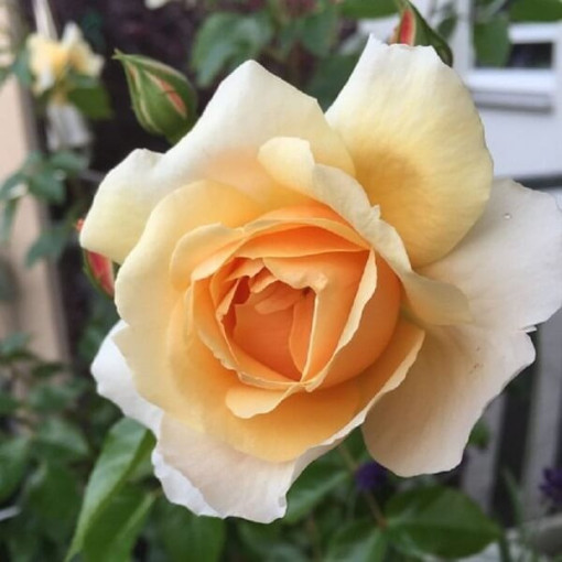 Hybrid-Tee-Rose 'Casanova', 2l Topf