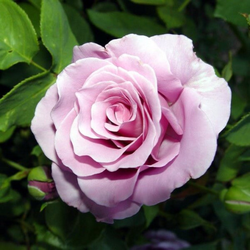 Hybrid-Tee-Rose 'Blue Winder', 2l Topf