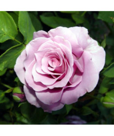 Hybrid-Tee-Rose 'Blue Winder', 2l Topf