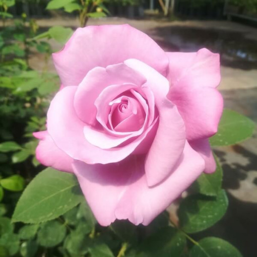 Hybrid-Tee-Rose 'Blue Winder', 2l Topf