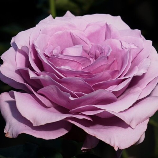 Hybrid-Tee-Rose 'Blue Winder', 2l Topf