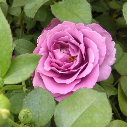 Hybrid-Tee-Rose 'Blue Winder', 2l Topf