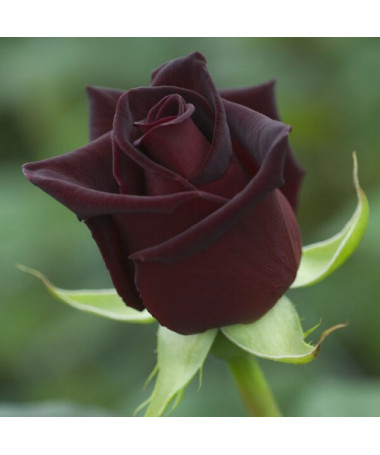 Hybrid-Tee-Rose 'Black Diamond', 2l Topf