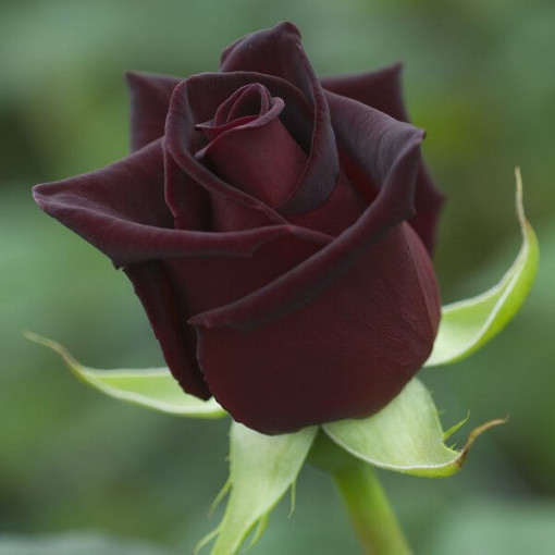 Hybrid-Tee-Rose 'Black Diamond', 2l Topf