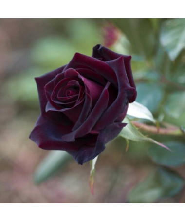 Hybrid-Tee-Rose 'Black Diamond', 2l Topf