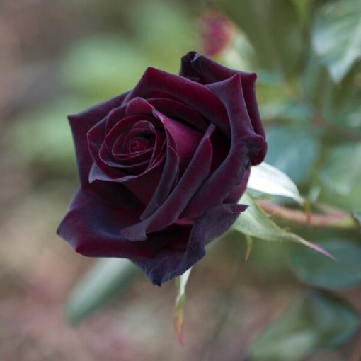 Hybrid-Tee-Rose 'Black Diamond', 2l Topf