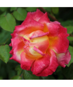 Hybrid-Tee-Rose 'Bicolette', 4l Topf