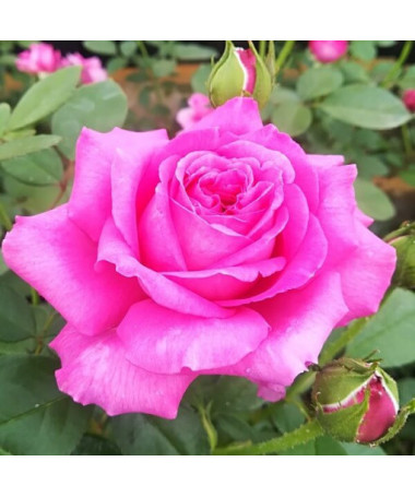 Hybrid-Tee-Rose 'Belle Ange', 2l Topf