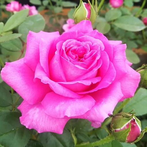 Hybrid-Tee-Rose 'Belle Ange', 2l Topf