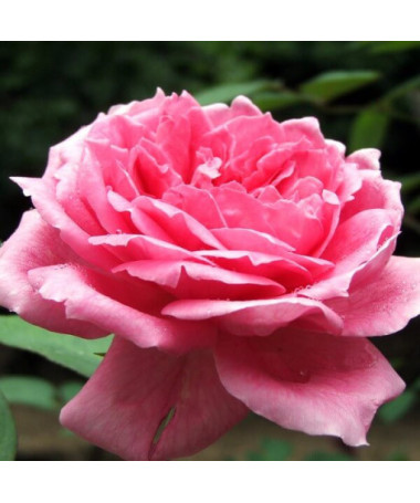 Hybrid-Tee-Rose 'Belle Ange', 2l Topf