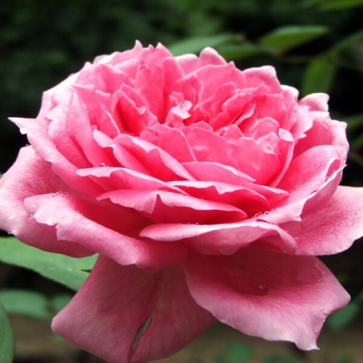 Hybrid-Tee-Rose 'Belle Ange', 2l Topf