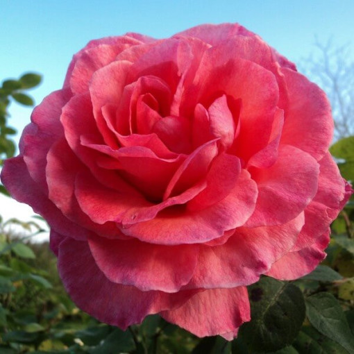 Hybrid-Tee-Rose 'Belle Ange', 2l Topf