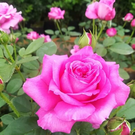 Hybrid-Tee-Rose 'Belle Ange', 2l Topf