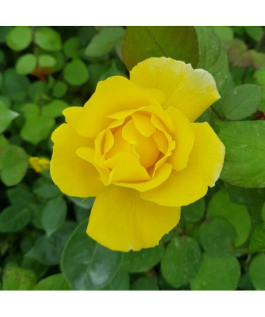 Großblumige Rose 'Arthur Bell' Topf, 2l