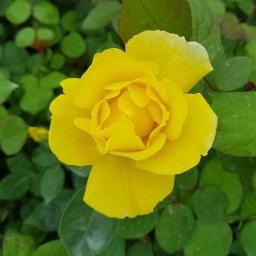 Großblumige Rose 'Arthur Bell' Topf, 2l