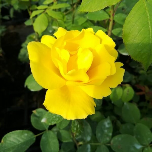 Großblumige Rose 'Arthur Bell' Topf, 2l