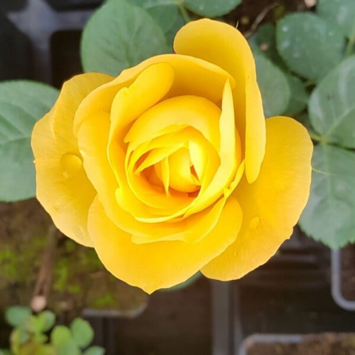 Großblumige Rose 'Arthur Bell' Topf, 2l