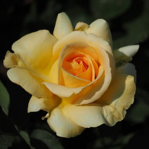 Großblumige Rose 'Arthur Bell' Topf, 2l