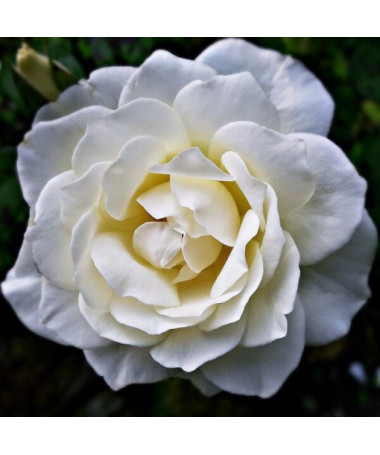 Großblumige Rose 'Artemia' Topf, 2l