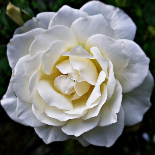 Großblumige Rose 'Artemia' Topf, 2l