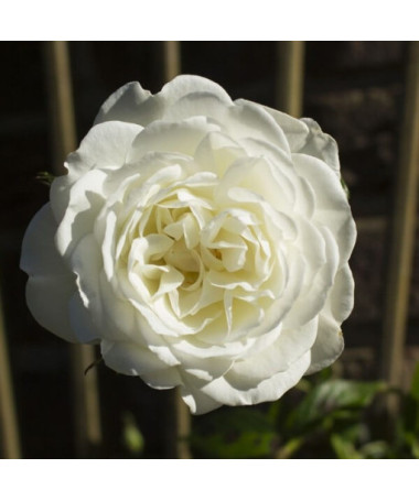 Großblumige Rose 'Artemia' Topf, 2l