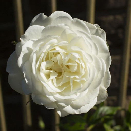 Großblumige Rose 'Artemia' Topf, 2l