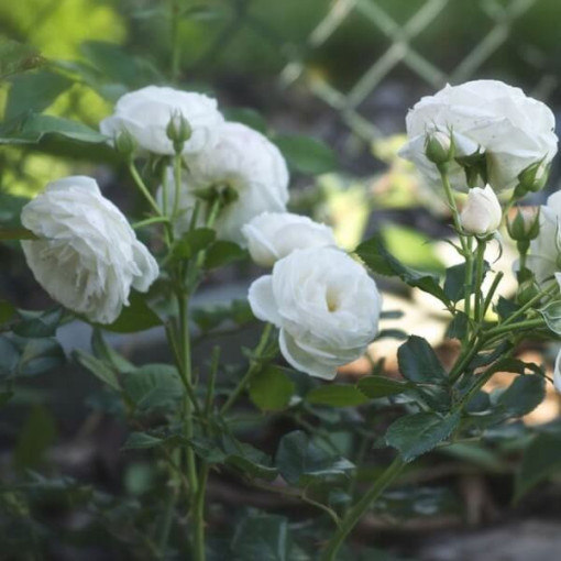 Großblumige Rose 'Artemia' Topf, 2l