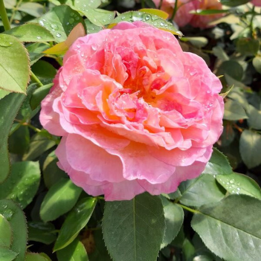 Großblumige Rose 'Alojse' Topf, 2l