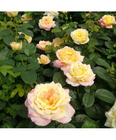 Großblumige Rose 'Alojse' Topf, 2l