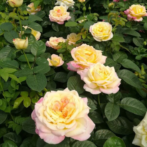 Großblumige Rose 'Alojse' Topf, 2l