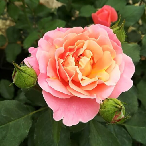 Großblumige Rose 'Alojse' Topf, 2l