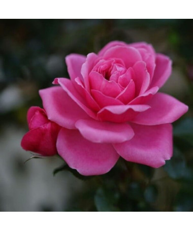 Strauchrose 'Tanal' Topf, 2l