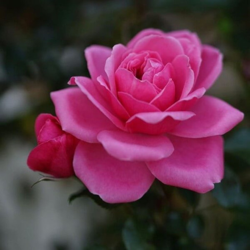 Strauchrose 'Tanal' Topf, 2l
