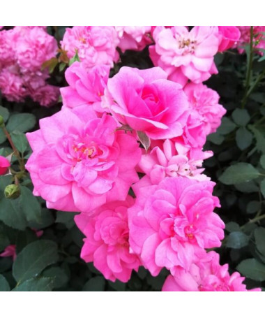 Strauchrose 'Tanal' Topf, 2l