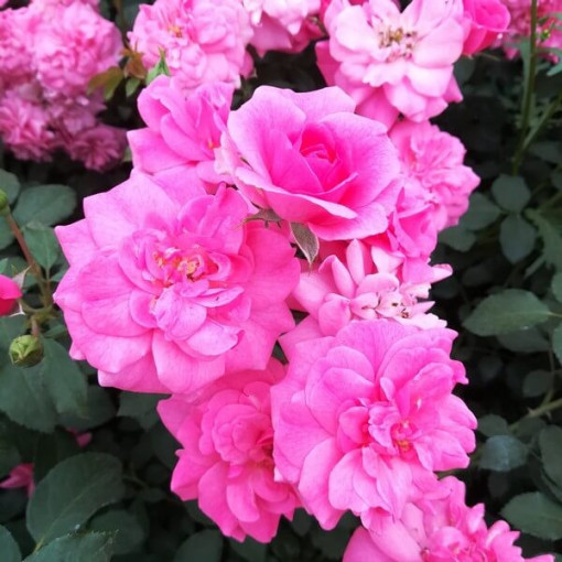 Strauchrose 'Tanal' Topf, 2l